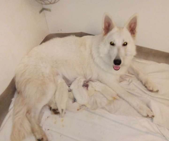 chiot Berger Blanc Suisse Entre Ciel Et Terre