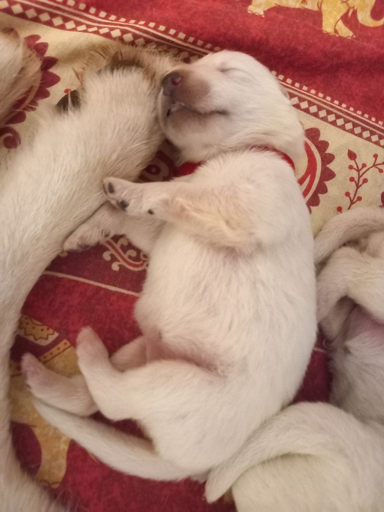 chiot Berger Blanc Suisse Entre Ciel Et Terre