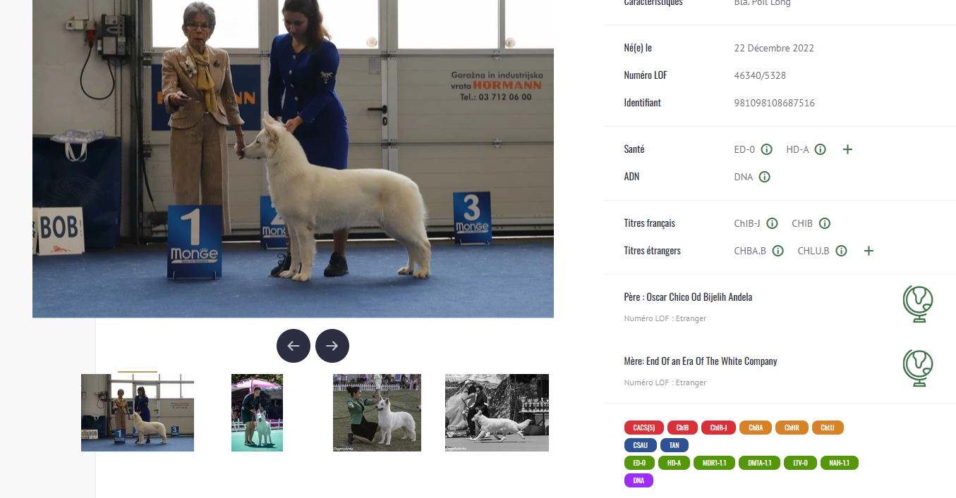 Le titre de Champion des Expositions Internationales de beauté enfin validé!