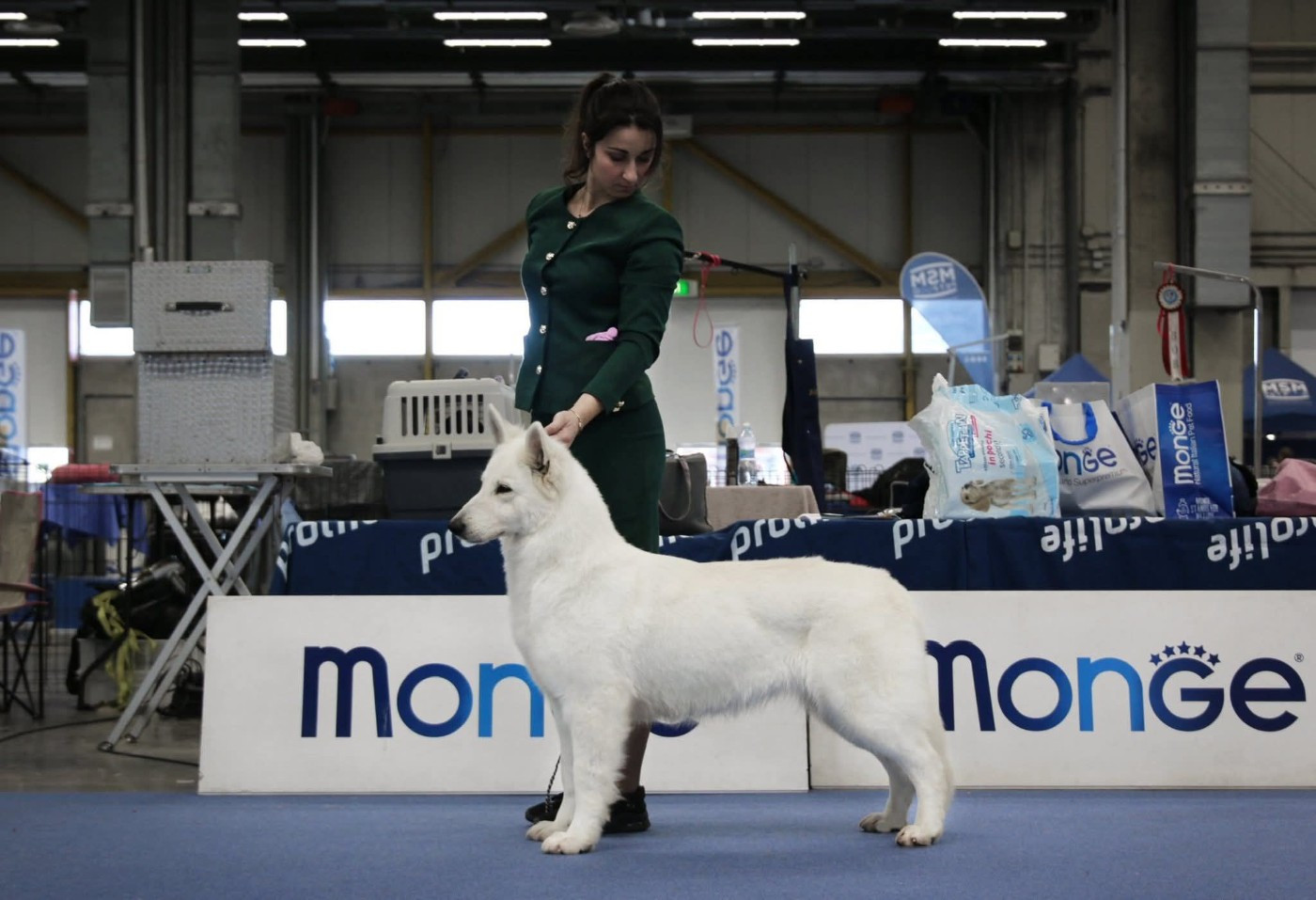 Koumi, chienne d'exposition exceptionnelle