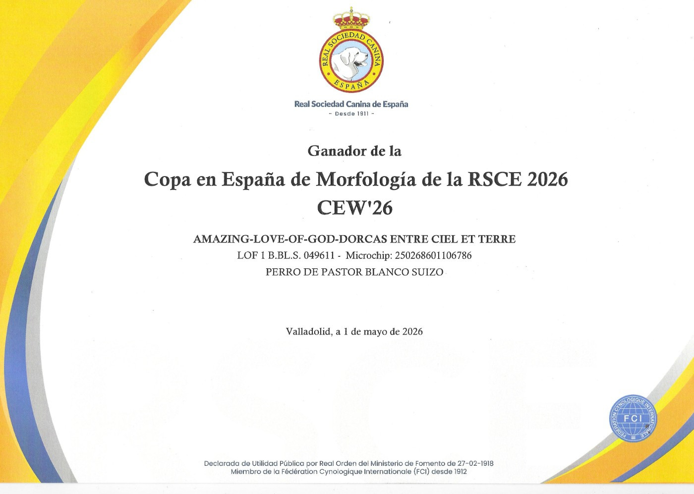 Dorcas vainqueur de la coupe d'Espagne de morphologie 2026