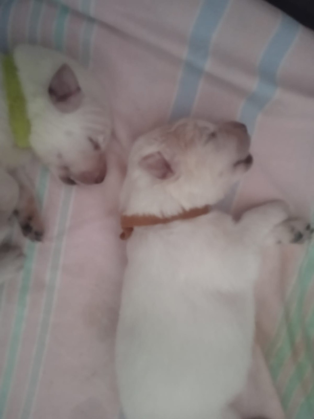 Entre Ciel Et Terre - Chiots disponibles - Berger Blanc Suisse