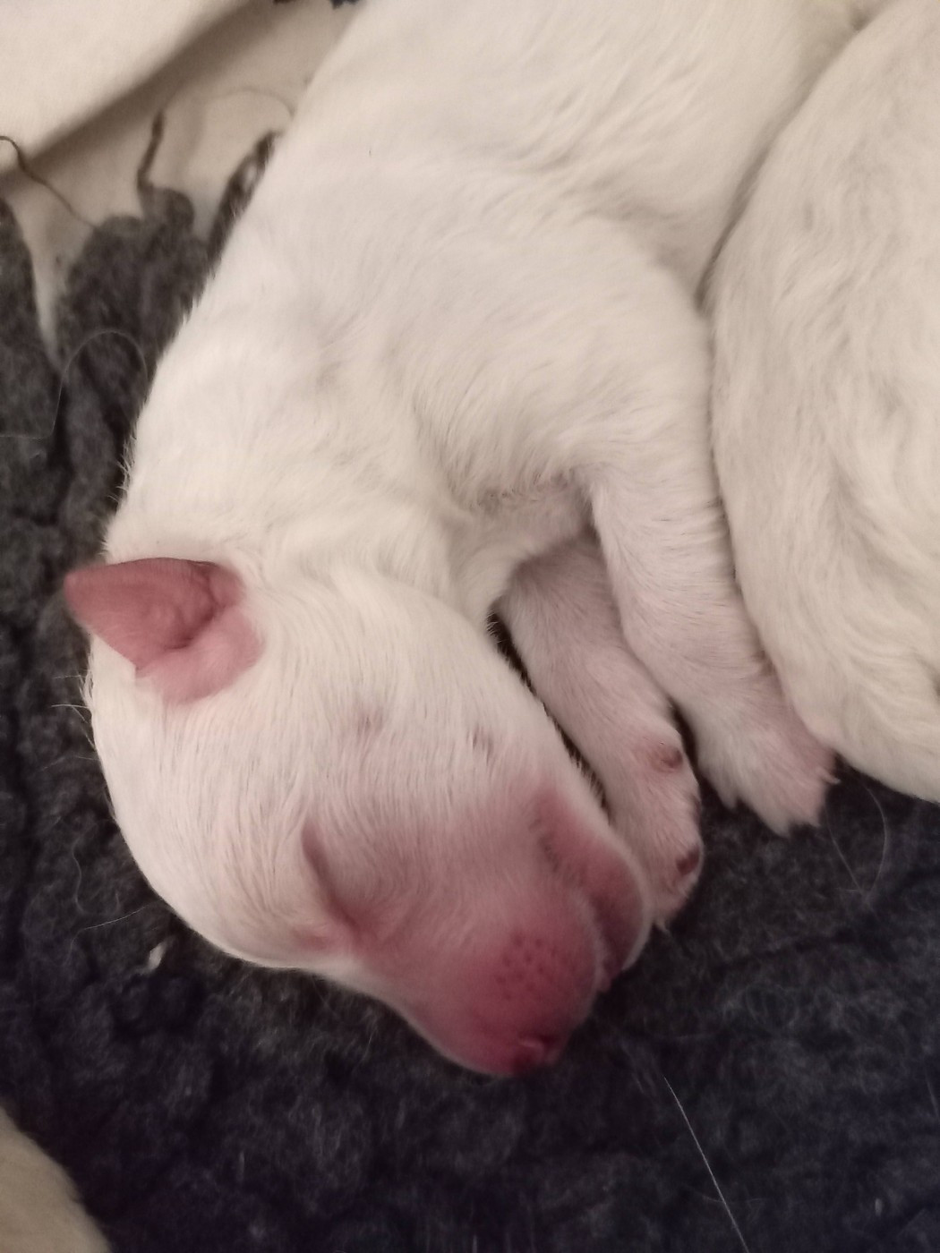 Entre Ciel Et Terre - Chiots disponibles - Berger Blanc Suisse