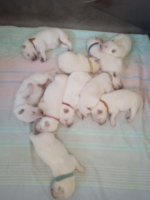 CHIOT 8