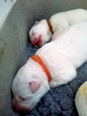 CHIOT